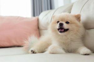 哈多利系博美犬 特点历史怎么养优缺点健康问题介绍 梦奇宠医