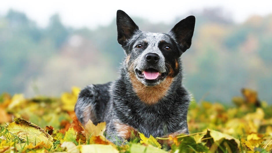 澳洲牧牛犬 特点历史怎么养优缺点健康问题介绍 梦奇宠医