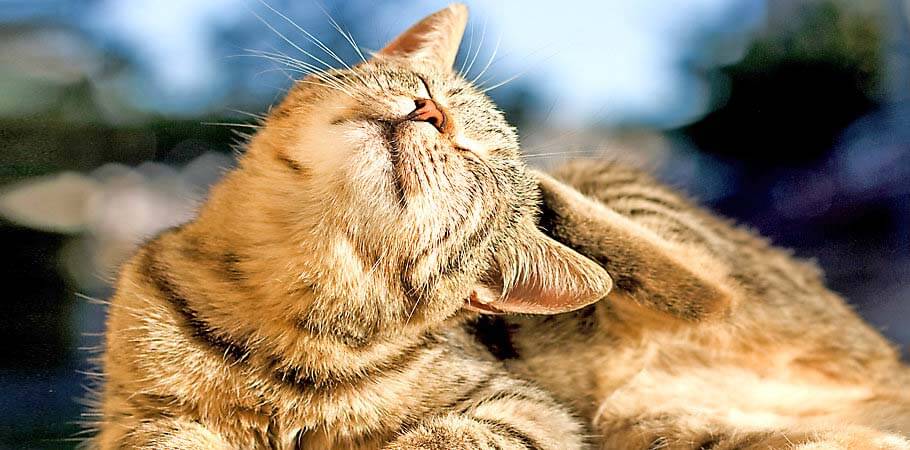 猫身上的跳蚤如何消灭 梦奇宠医