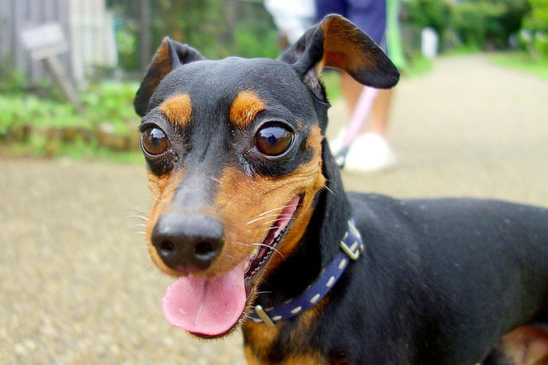 迷你杜宾犬 特点历史怎么养优缺点健康问题介绍 梦奇宠医