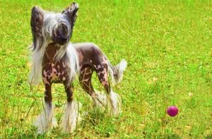 中国冠毛犬,狗品种