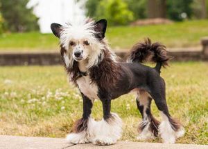 中国冠毛犬,狗品种