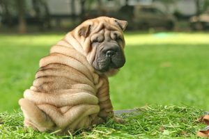 中国沙皮犬,狗品种