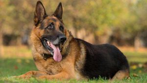 德国牧羊犬,狗品种
