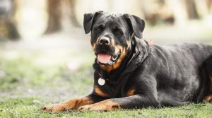 罗威纳犬,狗品种