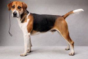 英国猎狐犬,狗品种