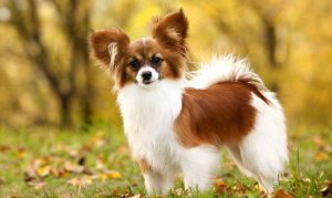 蝴蝶犬,狗品种