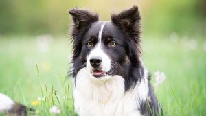 边境牧羊犬,狗品种