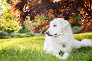 八大巨型犬种 梦奇宠医