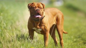 八大巨型犬种 狗保姆博客