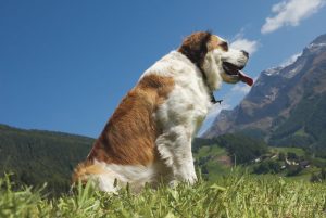 圣伯纳犬