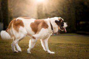 圣伯纳犬