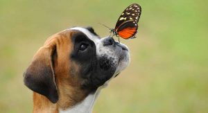 拳狮犬