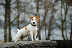 杰克罗素梗犬