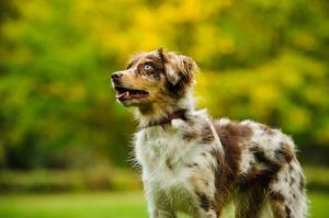 澳大利亚牧羊犬