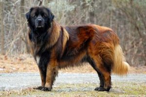 纽芬兰犬