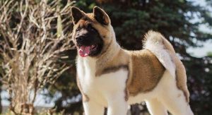 美系秋田犬