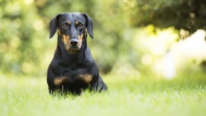 腊肠犬,精美大图
