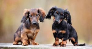 腊肠犬幼犬,精美大图