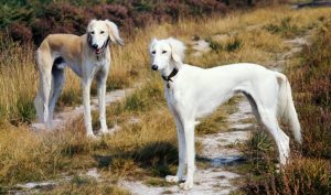 萨路基犬猎犬