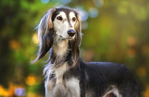 萨路基犬猎犬