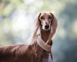 萨路基犬猎犬