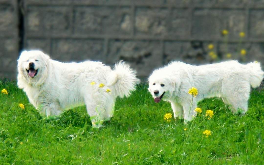 庇里牛斯山犬亲人温和大白熊犬犬品种简介 梦奇宠医