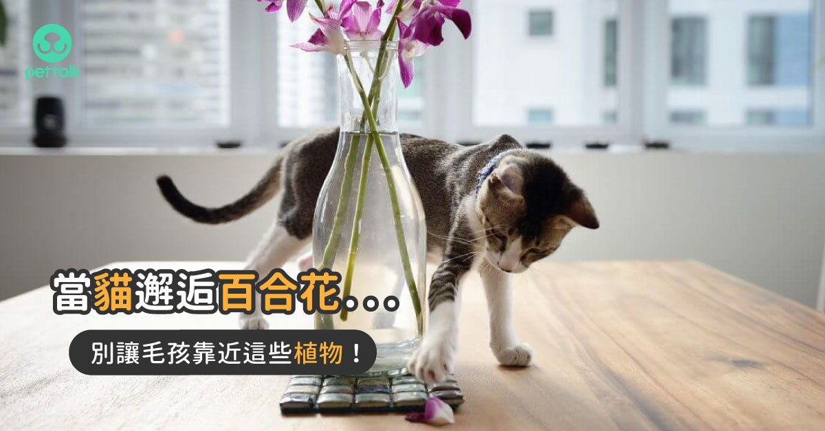 百合花超毒 绝对不可以让猫狗误食的植物列表 梦奇宠医