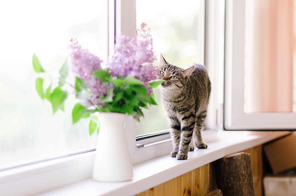 百合花超毒 绝对不可以让猫狗误食的植物列表 梦奇宠医