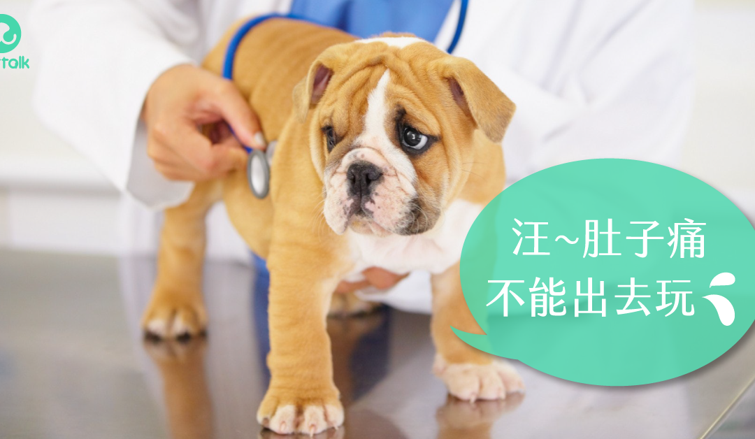 狗狗急性肠胃炎症状治疗照顾 梦奇宠医