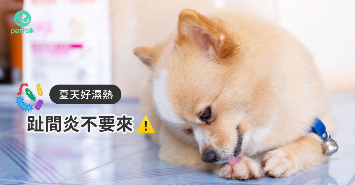 狗狗感染趾间炎的4大症状及解决护理办法 梦奇宠医