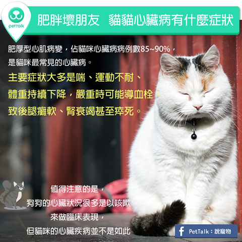 肥胖坏朋友，猫咪心脏病有什么症状- 梦奇宠医