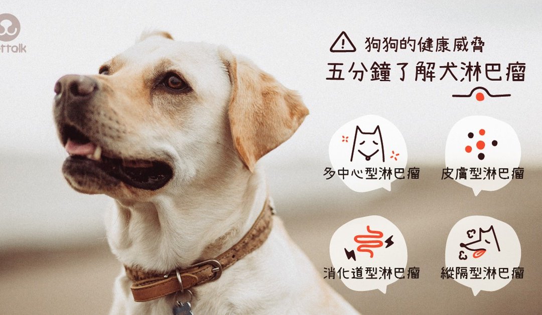 狗狗的健康威胁 五分钟了解犬淋巴瘤 梦奇宠医