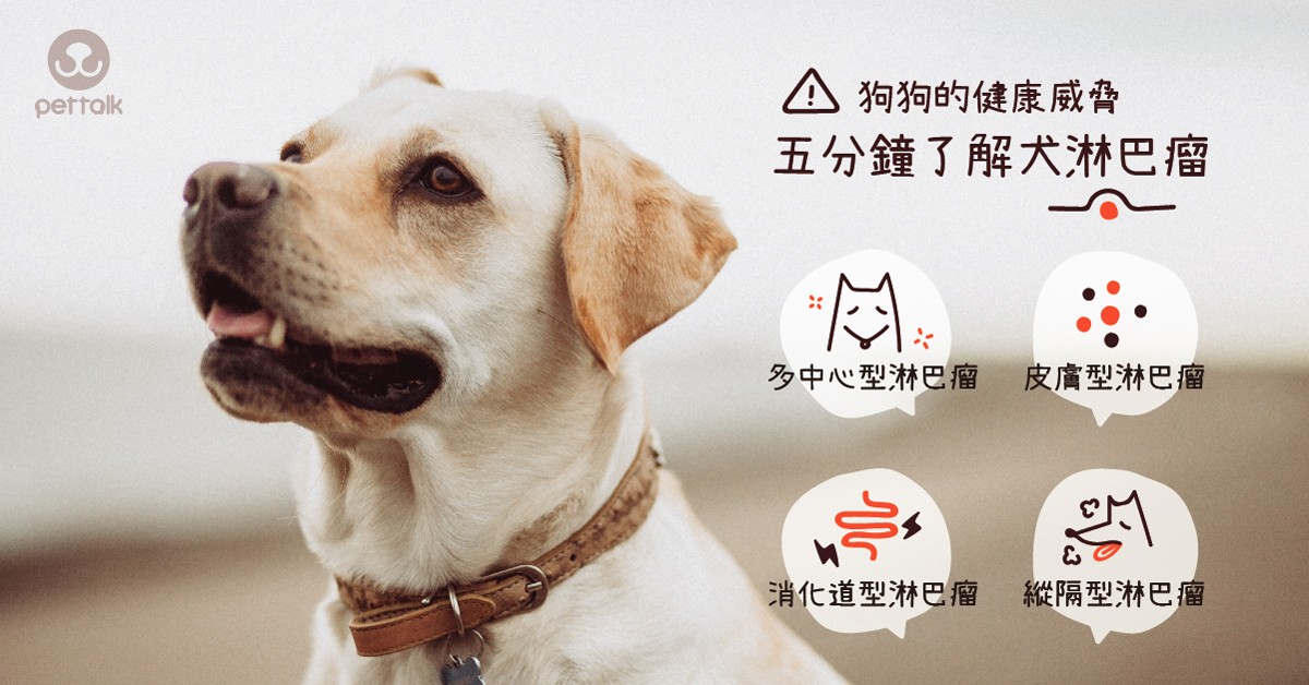 狗狗的健康威胁 五分钟了解犬淋巴瘤 梦奇宠医