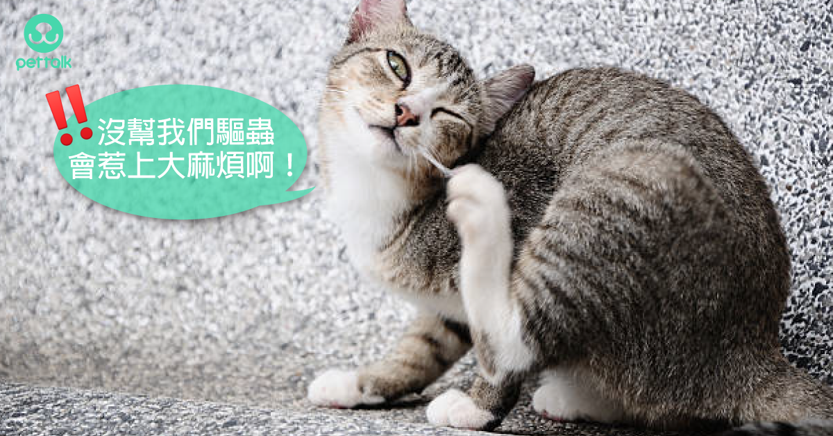 排尿有困难？狗狗膀胱结石症状与预防- 梦奇宠医