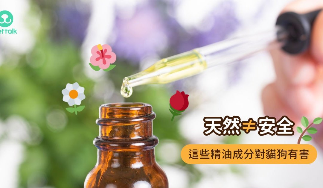 猫狗可以使用哪些精油，猫狗精油中毒症状- 梦奇宠医