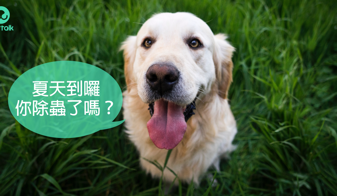 暑假到啦 如何帮助狗狗预防寄生虫 梦奇宠医