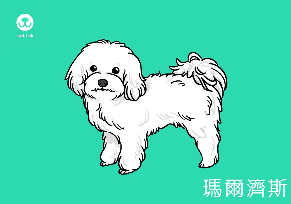 想带我回家 请先认识我 品种狗常见问题 上 梦奇宠医
