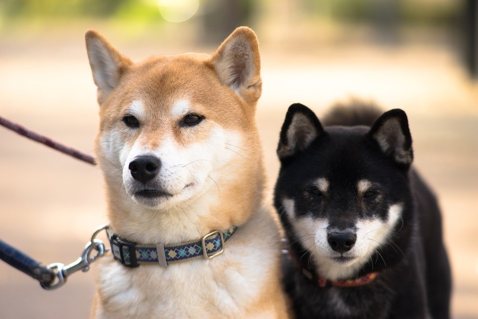 柴犬 泪眼汪汪其实是睫毛倒插长 梦奇宠医