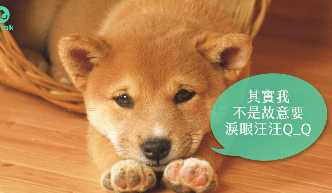 柴犬 泪眼汪汪其实是睫毛倒插长 梦奇宠医