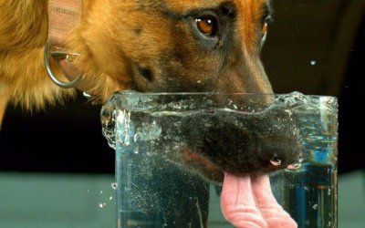 狗一天该喂多少狗粮？喂多少水才能保持健康