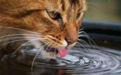 为什么让猫多喝水，猫多喝水的好处，怎么让猫多喝水