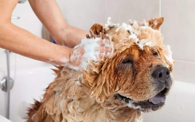 怎么才能把狗狗洗干净？怎么护理小狗洗澡？夏天给狗洗澡多久一次