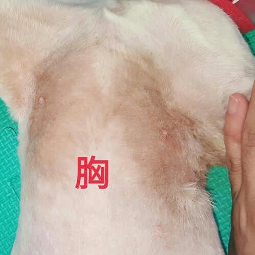 8个月大的猫咪得了霉菌及湿疹能自愈吗