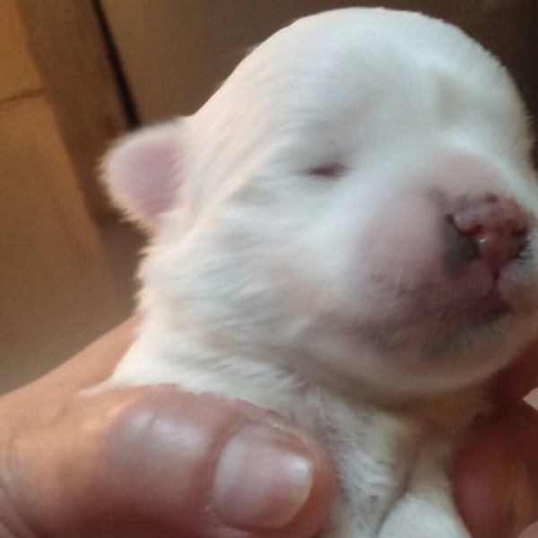 有关幼犬的眼部健康问题