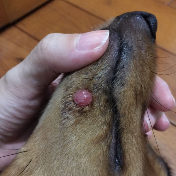 狗狗下颚出现不明的肿粒