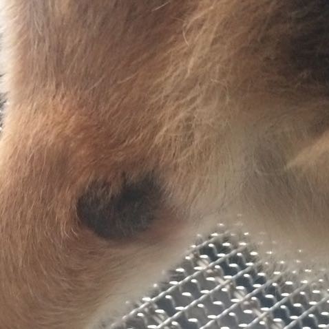 德国猎犬长黑黑软软的东西