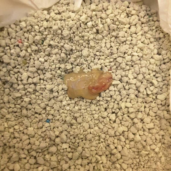 小猫拉屎带血怎么办