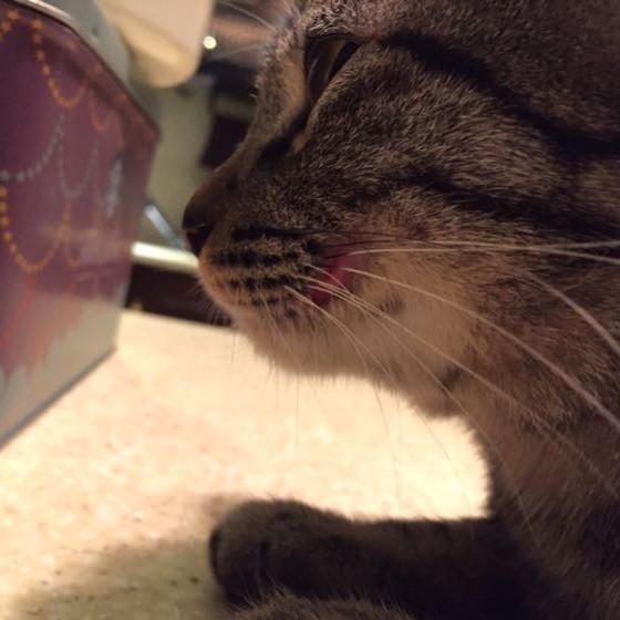 猫咪嘴巴旁边发现受伤了怎么办
