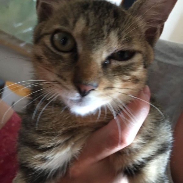 猫咪眼睛肿了睁不开分泌物很多